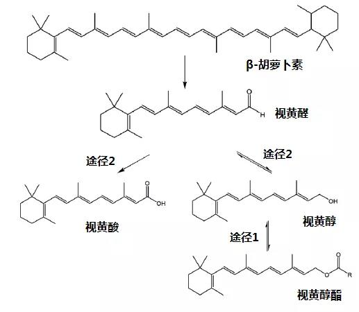 图6 维生素A及其衍生物转化机制